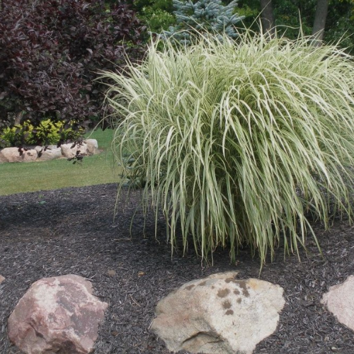 Variegated Maiden Grass. Miscanthus sinensis Variegatus by