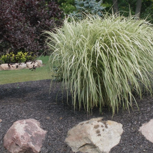 Variegated Maiden Grass. Miscanthus sinensis 'Variegatus' | by Sterling  Beacham | Medium