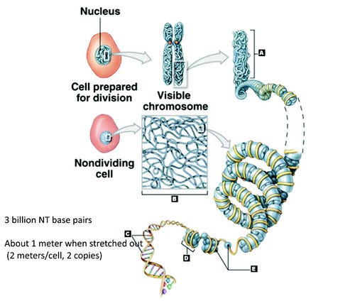 More on RNA and DNA -