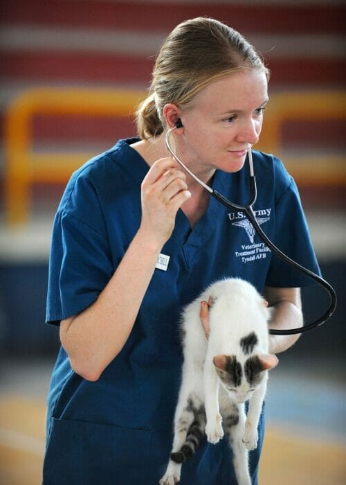 Top Epping Vet Care Services by Emergency Vet Jun, 2023 Medium