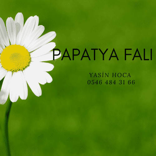 Papatya Falı | by Falcı Baba | Medium