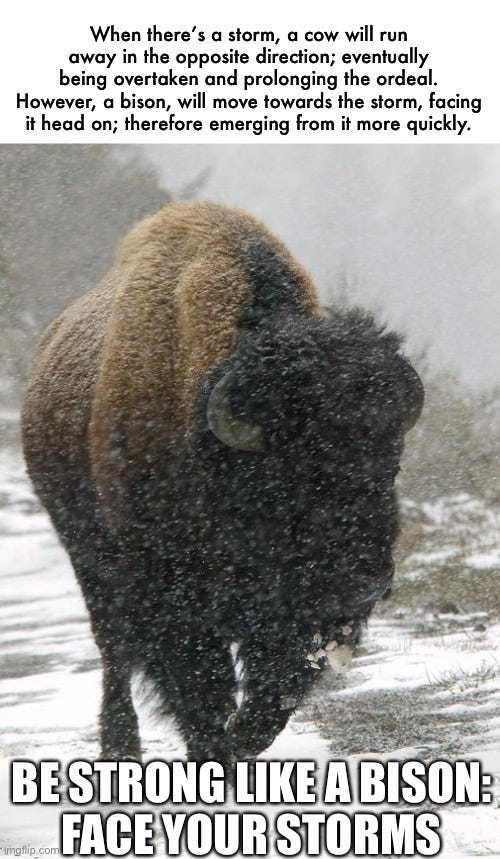 10 Facts about Bison and few memes