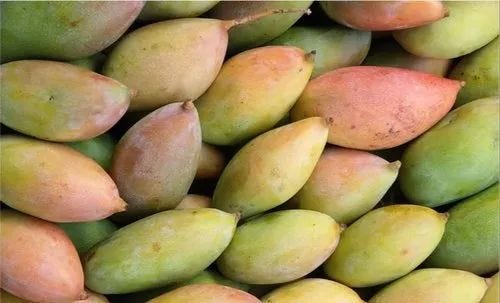 Totapuri mango discount