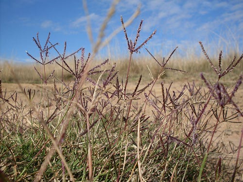 Rye grass: the bane of my existence