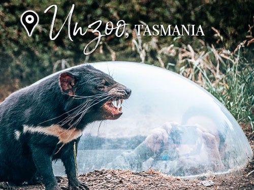 Tasmanian Devil - Sounds & Calls