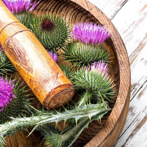 Everything You Need to Know About Milk Thistle Seed Extract by Piping Rock Oct, 2023 Medium