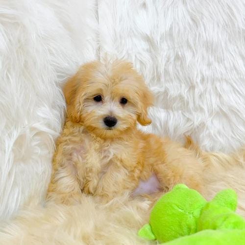 The 3 Various Kinds Of toy miniature poodles for sale texas by