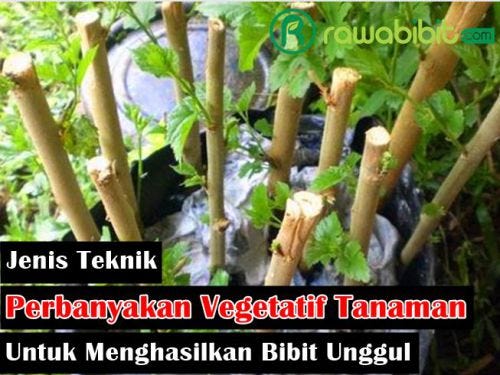 6 Jenis Teknik Perbanyakan Vegetatif Pada Tanaman Untuk Menghasilkan ...