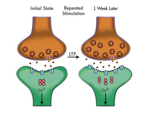Long-term potentiation forms the synaptic basis of learning and memory. | Source: https://www.neuroskills.com/brain-injury/neuroplasticity/mechanisms-of-plasticity/