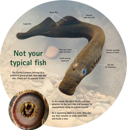 I Like Being “Stuck” at Home. Probably Because I am a Pacific Lamprey | by  USFWS Columbia Pacific Northwest Region | USFWS Pacific NW Region | Medium