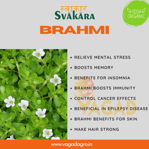 Brahmi — Uses, Benefits, And Disadvantages by Vagad Agro Services