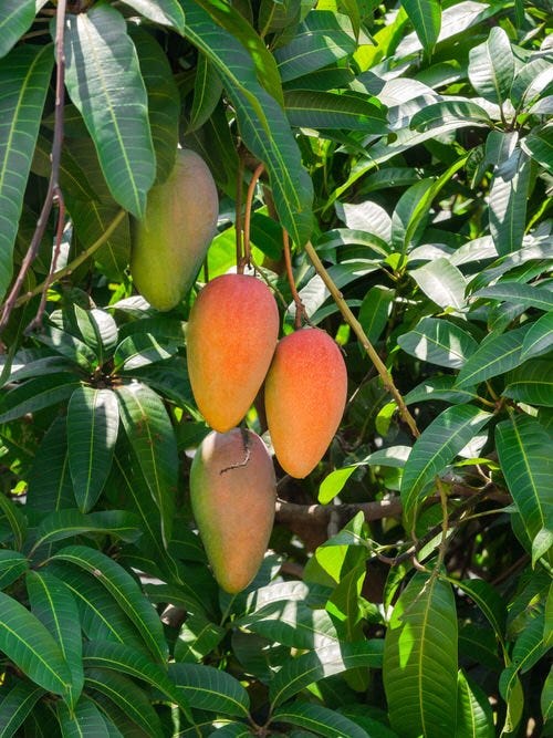 55 Different Types of Mangoes | World's Best Mango Varieties | by Emma  Lopez | Dec, 2023 | Medium