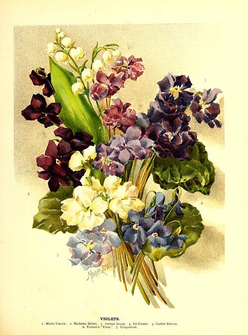 Violets by Marie Low Wikimedia Commons Image License