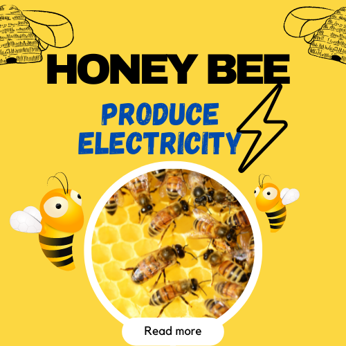 Honey bee produce more electricity than cloud by Finders Beam Medium