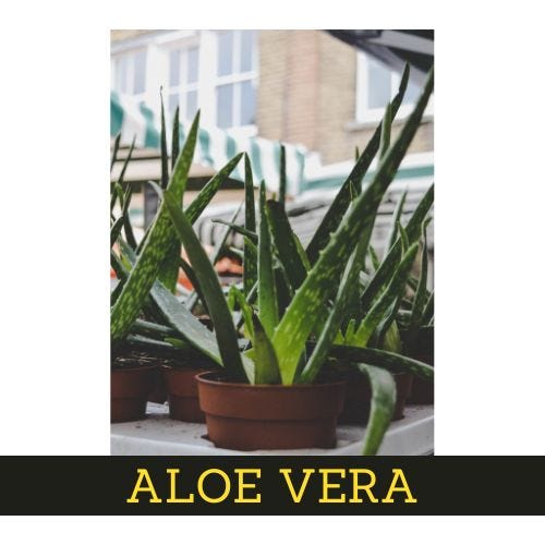 7 low-maintenance Interior plants Aloevera 7 low-maintenance Interior plants Aloevera