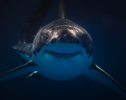 Unlocking Success: Embracing The Opportunities Of A 'Shark