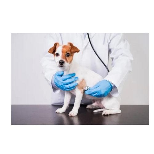 Veterinarian Rio Rancho Petroglyphanimal Medium