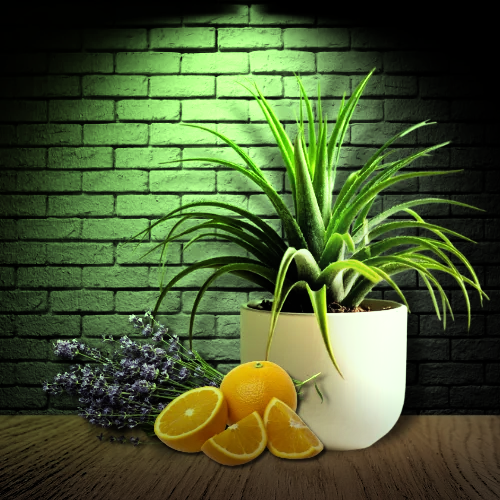 Homesteading for Wellness