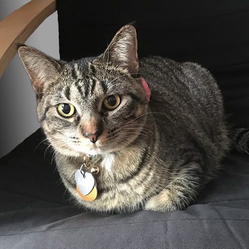 How to Keep Your Pets Safe During DIY Projects by Menards® Medium