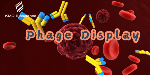 KMD Bioscience Analyzes the Recent Study on Phage Display Library Construction for Enhanced…