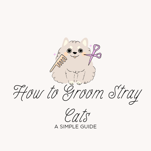 How to Groom Stray Cats A Simple Guide by Purrfect Paws Jun, 2024 Medium