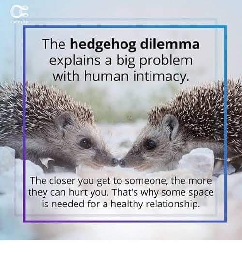The Hedgehog’s Dilemma. The hedgehog's dilemma, or sometimes… by
