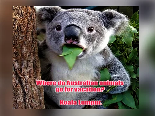 30 Best Australian Jokes To Impress Your Mates - Chameleon Memes - Medium