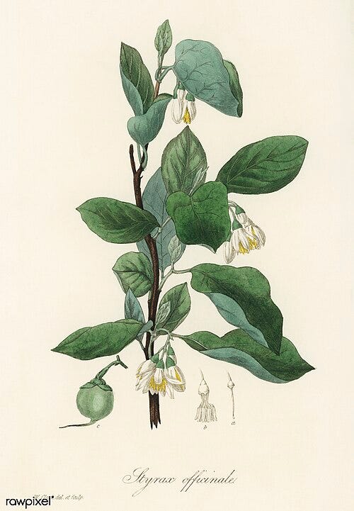 Styrax officinalis, from Medical Botany (1836) by John Stephenson and James Morss Churchill. Wikimedia Commons Image License