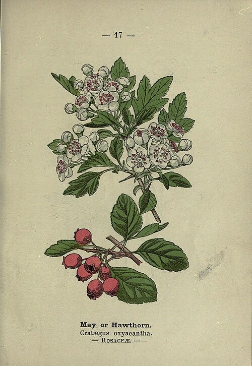 Wayside and Woodland Blossoms: A Pocket Guide to British Wild-flowers for the Country Rambler by Edward Step Wikimedia Commons Image License