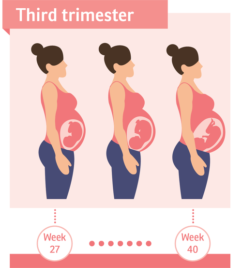 Importance of Pregnancy Third Trimester