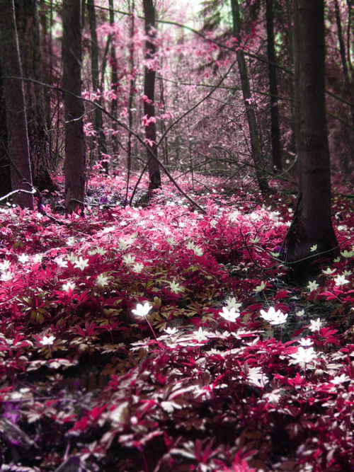 Magic Forest, Espoo, Finland