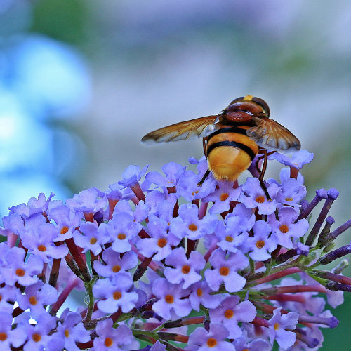 European Honey Bee