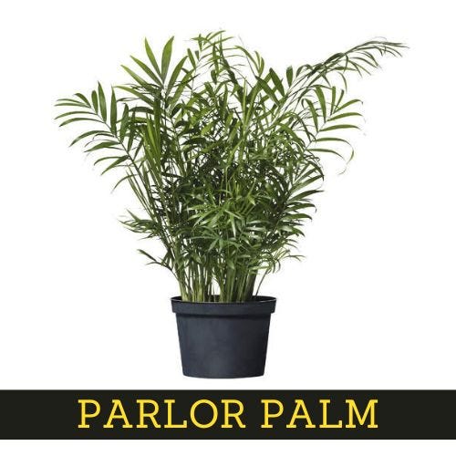 7-low-maintenance-interior-plants-easy-to-care-for 4 1*NMpc0QMhJe1cio mkC6pZA best Interior Designer Thanjavur