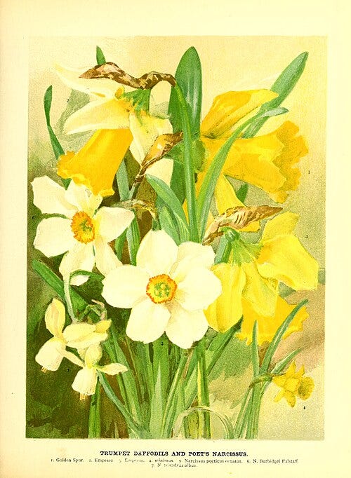 Trumpet Daffodils and Poet’s Narcissus (1898) by Gertrude Hamilton Wikimedia Commons Image License