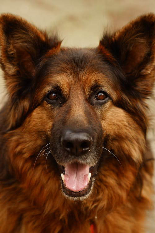 Picture of Brushing Double Coat Dogs: A Comprehensive Guide