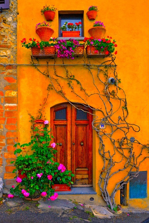 Vines, Tuscany, Italy