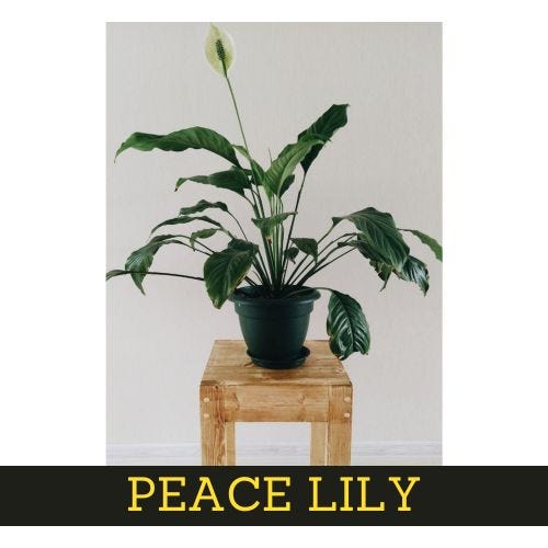 7-low-maintenance-interior-plants-easy-to-care-for 3 1*PhXD2OJ4yZd0MMqzwsH 1g best Interior Designer Thanjavur