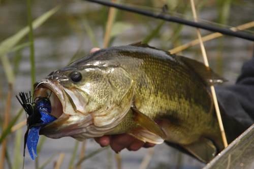 Bass Fishing Tips: How to Catch Bass, by Kim Toohey