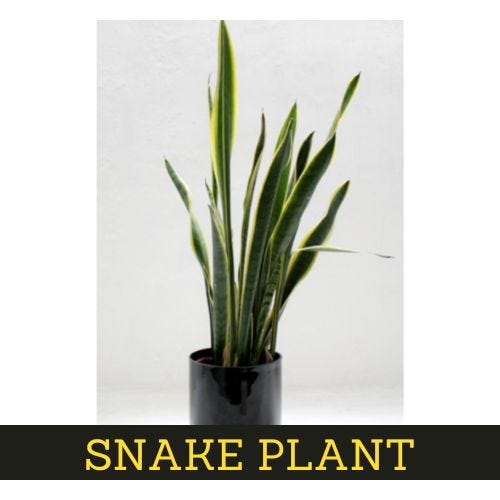7-low-maintenance-interior-plants-easy-to-care-for 2 1*So gZI7izO HCfqffsJuPA best Interior Designer Thanjavur