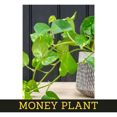 7-low-maintenance-interior-plants-easy-to-care-for 5 1*VERzZhhq81Pg72WWdACRFg best Interior Designer Thanjavur