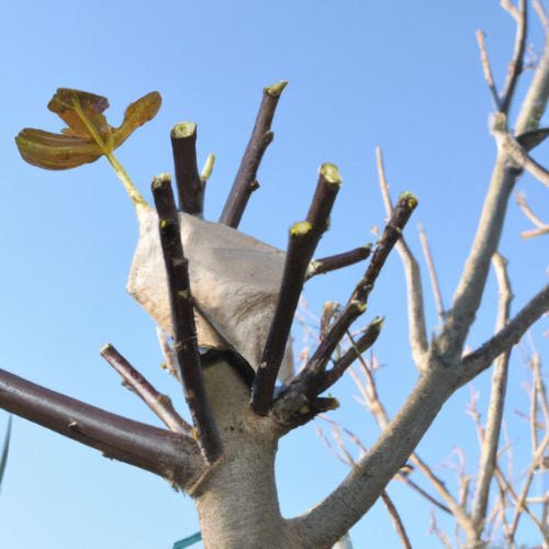 How to Prune a Fig Tree Tips for Pruning Fig plants by Silalatif