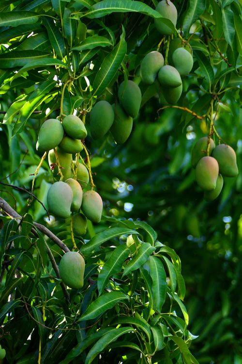 Green mangoes on the branch: the long game looking smug already. Photo by Armando H2