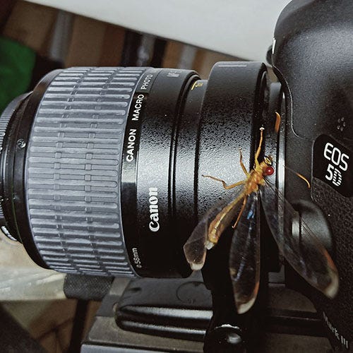 An uncooperative subject checking out the MPE-65 lens