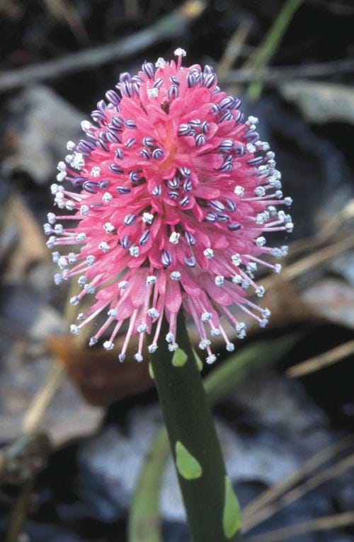 The Real Magical Plants of Harry Potter | by U.S. Fish and Wildlife Service  | Medium