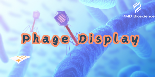 KMD Bioscience | Analysis of a Recent Study on scFv Phage Display for Colorectal Cancer Targeting