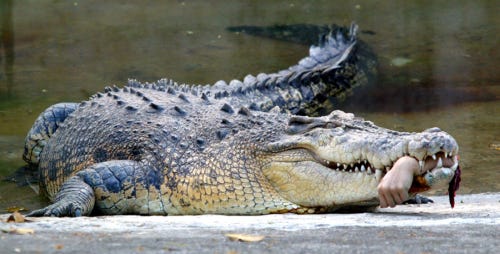 Global movement against the slaughter of Australian saltwater crocodiles  continues to build