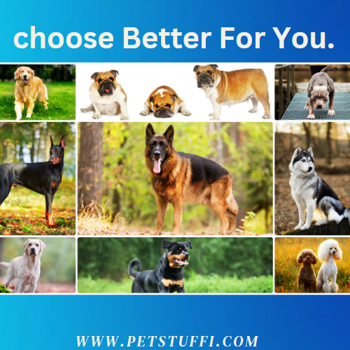 Dog breeds: Navigating the World of Canine Companions - Shahid Munir - Medium