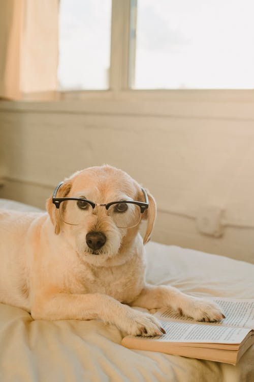 Buying a dog from a clearance pet store