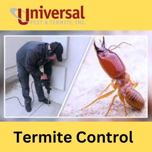 The Importance Of Termite Control In Protecting Your Home By Universalpestusa Medium 6575