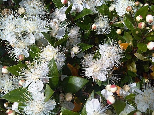 True Myrtle (Myrtales — Myrtus communis) flowers in Kew Gardens, London, England by Emőke Dénes Wikimedia Commons Image License